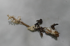 Cordyceps sinclairii