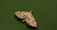 Acentropinae