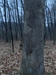 Aleurodiscus oakesii