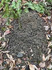 Tamias striatus