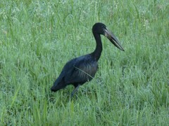 Anastomus lamelligerus