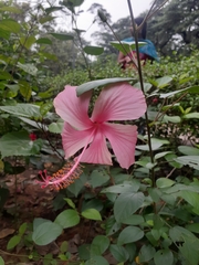 Hibiscus