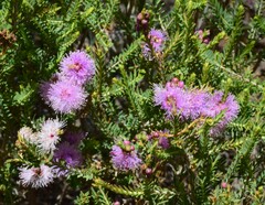Melaleuca decussata