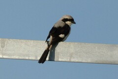 Lanius excubitoroides