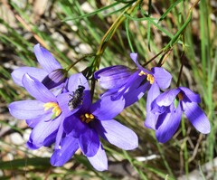 Cheiranthera alternifolia