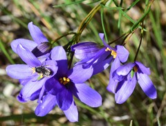 Cheiranthera alternifolia