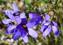 Cheiranthera alternifolia