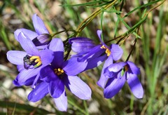 Cheiranthera alternifolia
