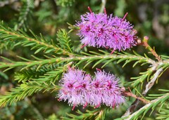 Melaleuca decussata