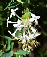 Pimelea glauca