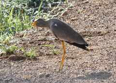 Vanellus senegallus