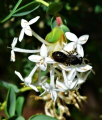 Pimelea glauca