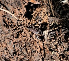 Hormurus