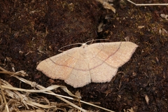 Cyclophora