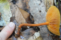 Heimiomyces velutipes