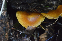 Heimiomyces velutipes