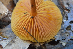 Heimiomyces velutipes
