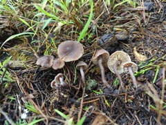 Pseudobaeospora