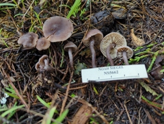 Pseudobaeospora