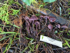 Pseudobaeospora deckeri