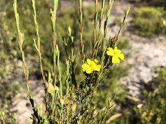 Hibbertia devitata