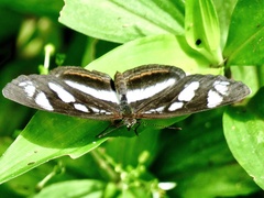 Eresia