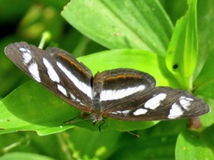 Eresia