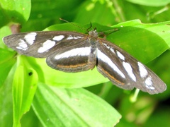 Eresia