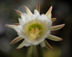 Trichocereus macrogonus