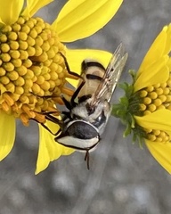 Copestylum fornax