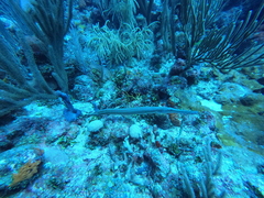 Syngnathoidei