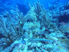 Syngnathoidei