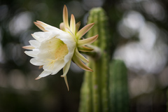 Trichocereus macrogonus