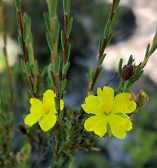 Hibbertia devitata