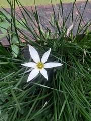 Zephyranthes candida