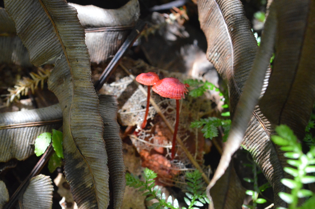 Ruby Bonnot ruby bonnet from Omanawa, New Zealand on January 13, 2023 at 01:12 PM ...