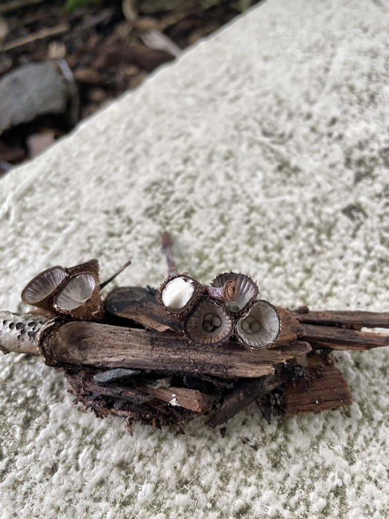 fluted bird's nest fungus from North Island, Auckland, Auckland, NZ on