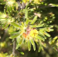 Phyllota pleurandroides