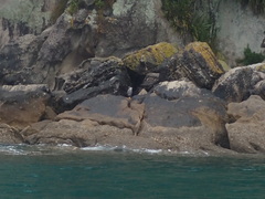 Phalacrocorax punctatus punctatus
