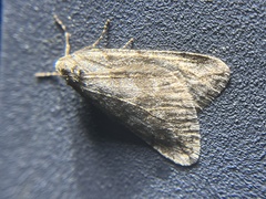 Paleacrita vernata