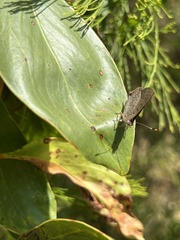 Paralucia pyrodiscus lucida
