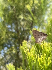 Paralucia pyrodiscus lucida