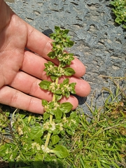 Guilleminea densa