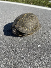 Terrapene carolina bauri