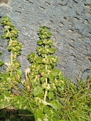 Guilleminea densa