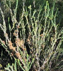 Melaleuca brevifolia