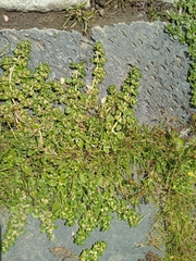 Guilleminea densa