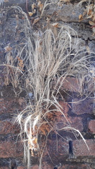Elymus riparius