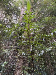 Azara lanceolata