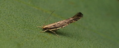 Epermenia